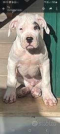 Dogo argentino