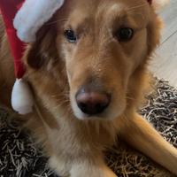 Maschio di golden retriver per monta