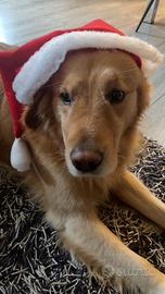 Maschio di golden retriver per monta