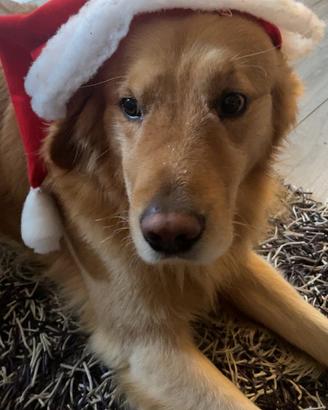 Maschio di golden retriver per monta