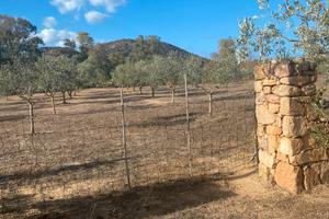 Terreno con uliveti a 300 metri dal mare