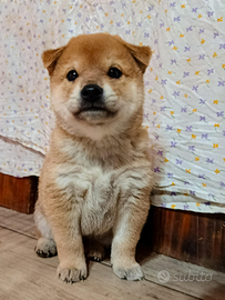 Cucciolo Shiba Inu