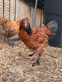Gallo giovane Isa Brown / Moroseta