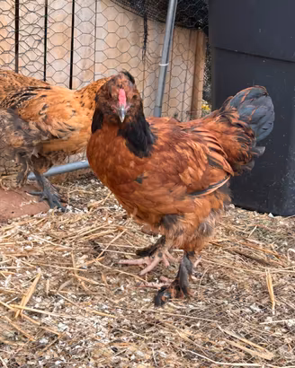 Gallo giovane Isa Brown / Moroseta