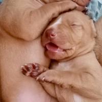 Cuccioli di Cirneco dell' Etna con Pedigree