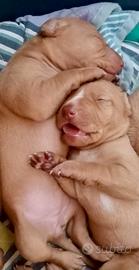 Cuccioli di Cirneco dell' Etna con Pedigree