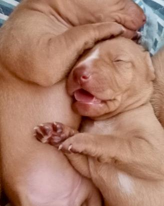 Cuccioli di Cirneco dell' Etna con Pedigree