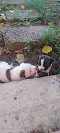 Staffy