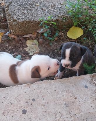 Staffy