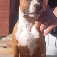 Cucciolo Amstaff