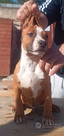 Cucciolo Amstaff