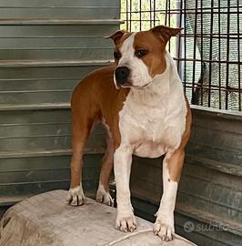 Amstaff