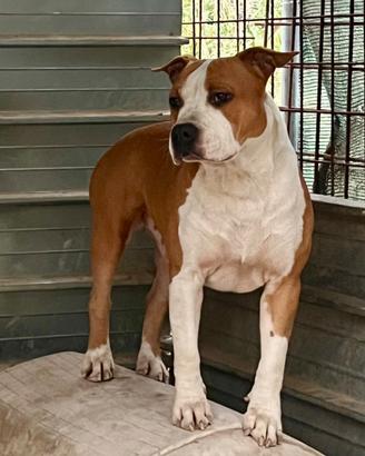 Amstaff
