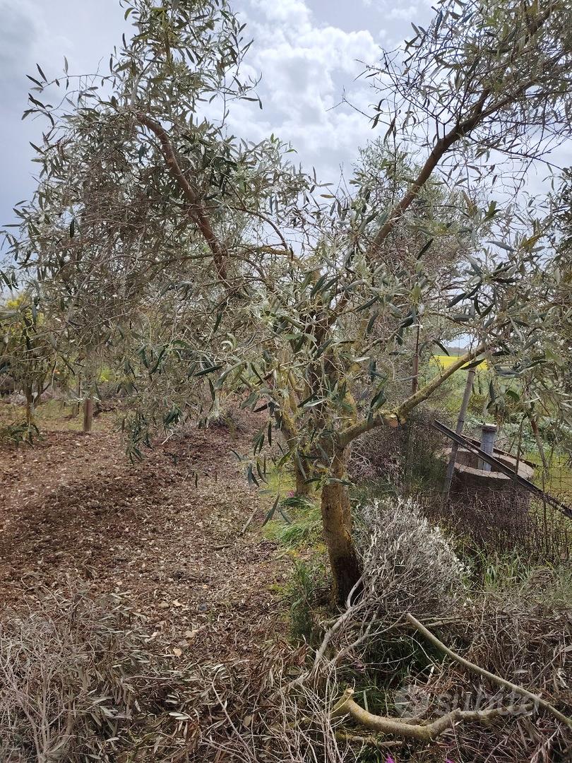 Terreno agricolo con casetta - Vista 2