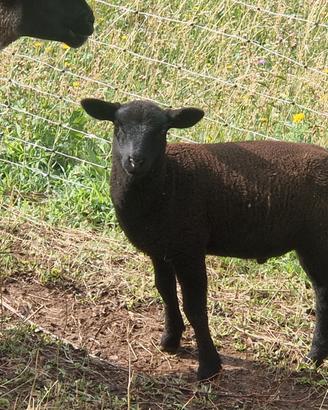 Maschio jura