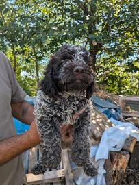 Cuccioli di lagotto romagnolo 
