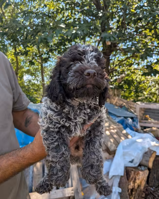 Cuccioli di lagotto romagnolo 