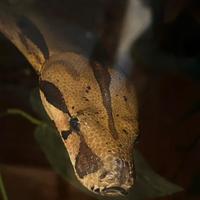 Boa constrictor imperator