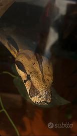 Boa constrictor imperator