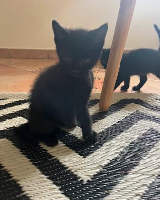 Gattini colore nero
