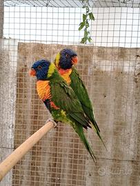 Lori arcobaleno