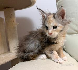 Mainecoon tricolore con pedigree da compagnia
