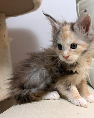 Mainecoon tricolore con pedigree da compagnia