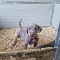 Ultimi cuccioli di Weimaraner con Pedigree ENCI