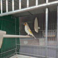 Eumo pastello femmina