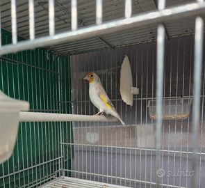 Eumo pastello femmina