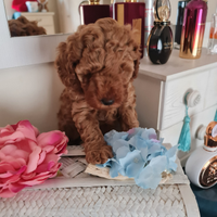 Barboncini toy red pedigree Enci