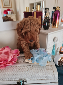 Barboncini toy red pedigree Enci