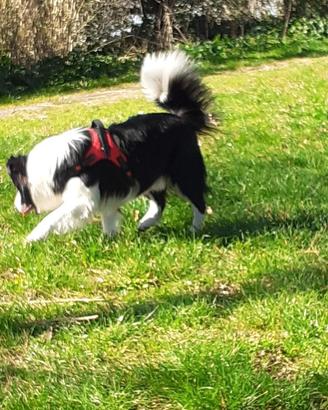 Accoppiamento cani