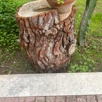 Tronchi 🪵 di Pino 🌲