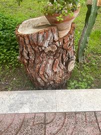 Tronchi 🪵 di Pino 🌲