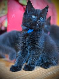 Piccole Pantere - Maine Coon Black