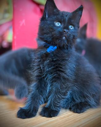 Piccole Pantere - Maine Coon Black