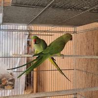 Pappagalli parrochetto del collare