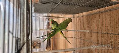 Pappagalli parrochetto del collare