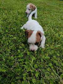 Cuccioli jack Russell