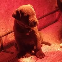 Cane corso cuccioli selezionati