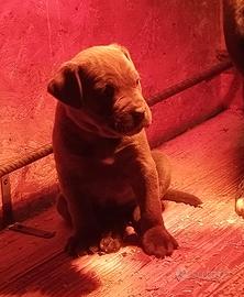 Cane corso cuccioli selezionati