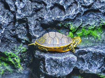 Acquario tartaruga d'acqua+tartaruga
