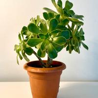 Aeonium arboreum verde vaso diam. 15