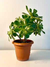 Aeonium arboreum verde vaso diam. 15