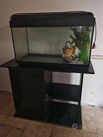 acquario 