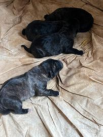 Cane corso cuccioli
