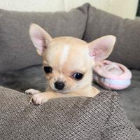 Piccolissima chihuahua ipertipica