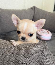 Piccolissima chihuahua ipertipica