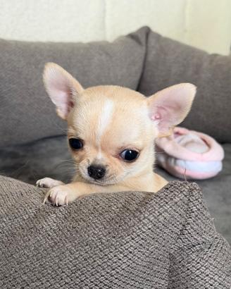 Piccolissima chihuahua ipertipica